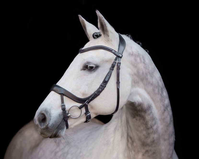 Grey horse wearing the Schockemoehle Alpha anatomic bridle. 