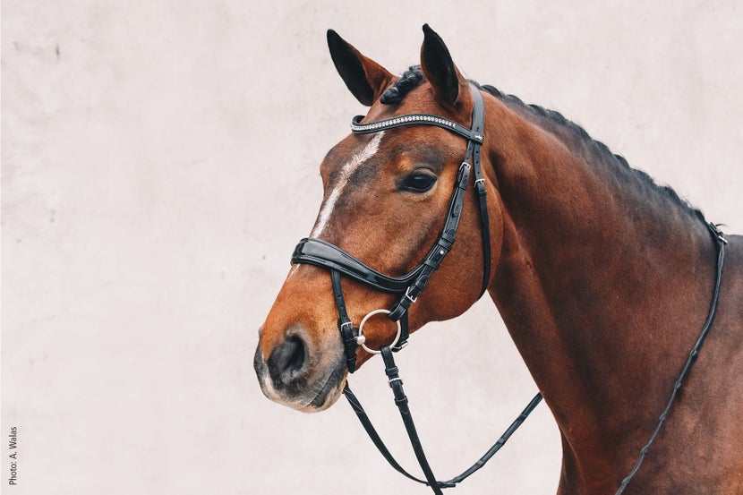 Bay horse with white stripe wearing the Schockemoehle Beta bridle.