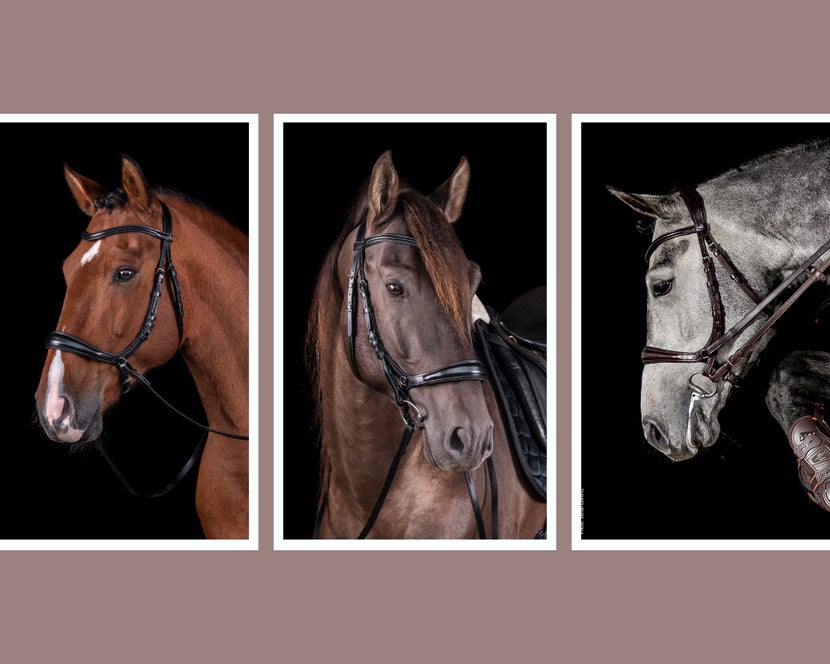 Horses wearing the Schockemoehle Theta bridle three ways: bitless, traditional cavesson with a bit, and bridle with double reins.