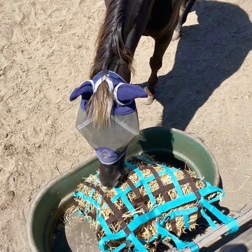 Chocolate horse wearing a fly mask and eating out of a slow feeder, which is attached to a fence and placed in a large feed bucket. 