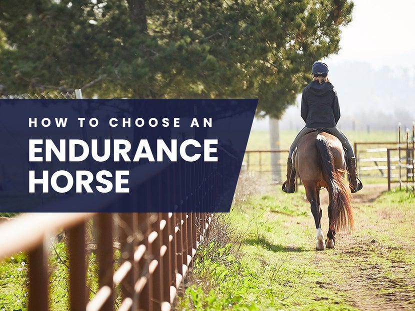 Sanoma Blakeley's advice on how to choose an endurance horse. 