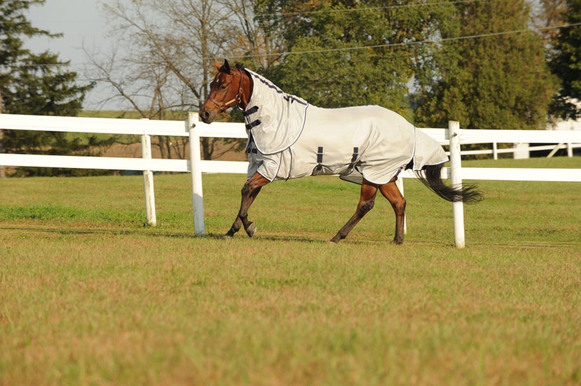 Horse wearing fly sheet cantering through a pasture