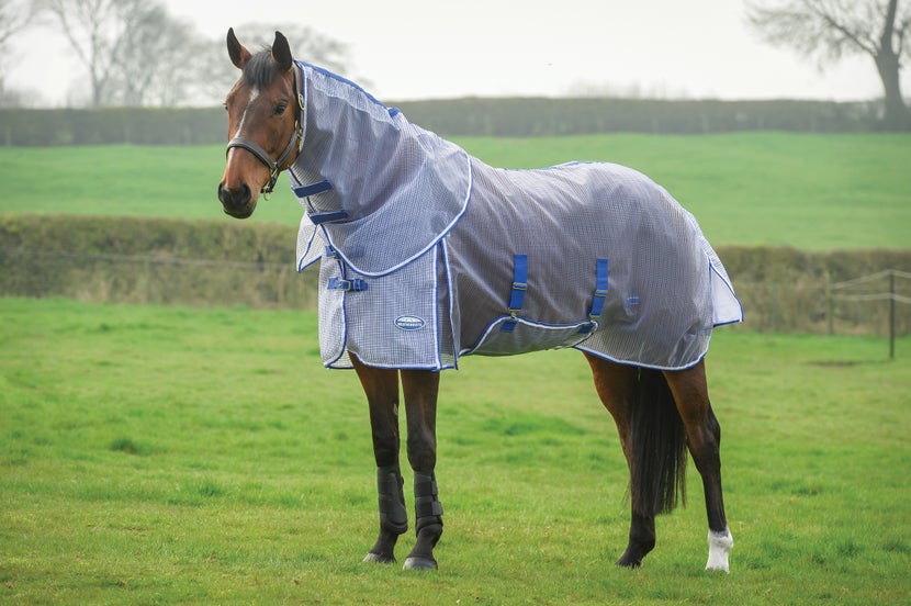 Horse standing in pasture wearing fly sheet with neckpiece and belly band