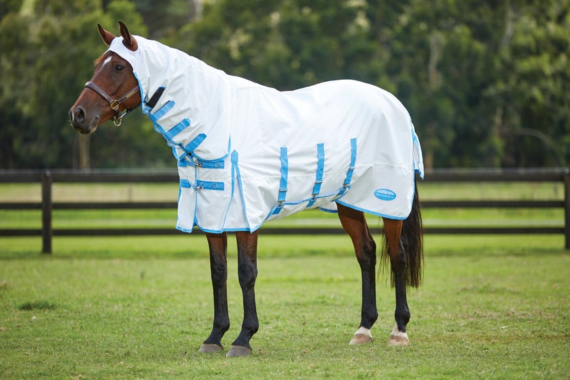 horse standing in pasture wearing a sweet-itch fly sheet