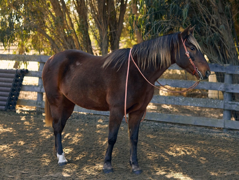 Bay horse wearing Berlin Hermann Oak Harness Leather Split Ear Headstall