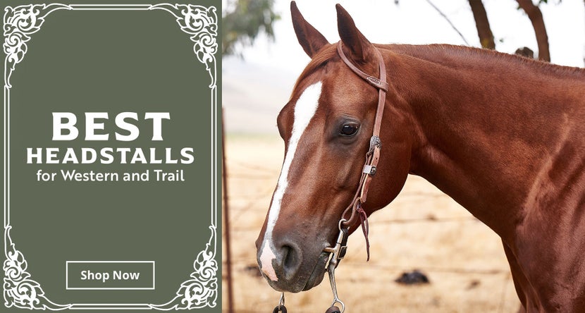 Best Headstalls for Western & Trail; Explore Now!