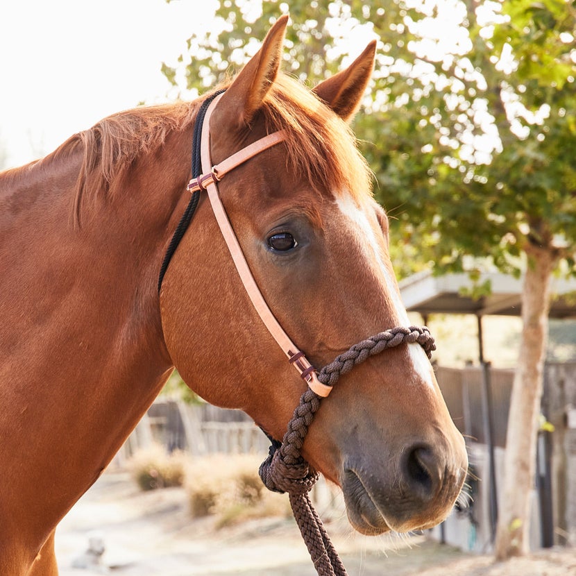 Chestnut horse wearing a Professional's Choice Loping Hackamore