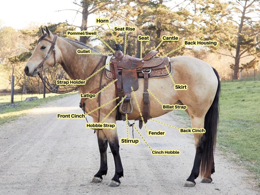 Diagram of parts of a western saddle on a buckskin horse wearing a western roping saddle.