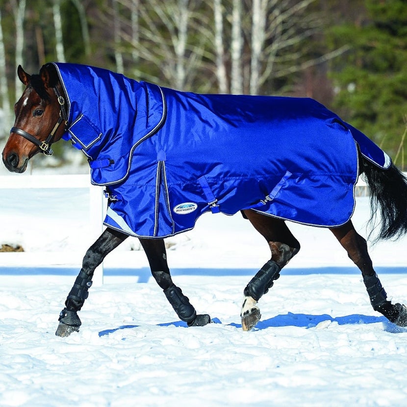 Bay horse trotting in the snow wearing a heavy weight Weatherbeeta turnout blanket with neckpiece.