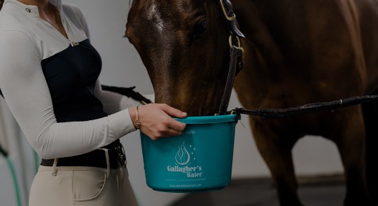 Gallagher's Water Hydration for Horses REVIEWED